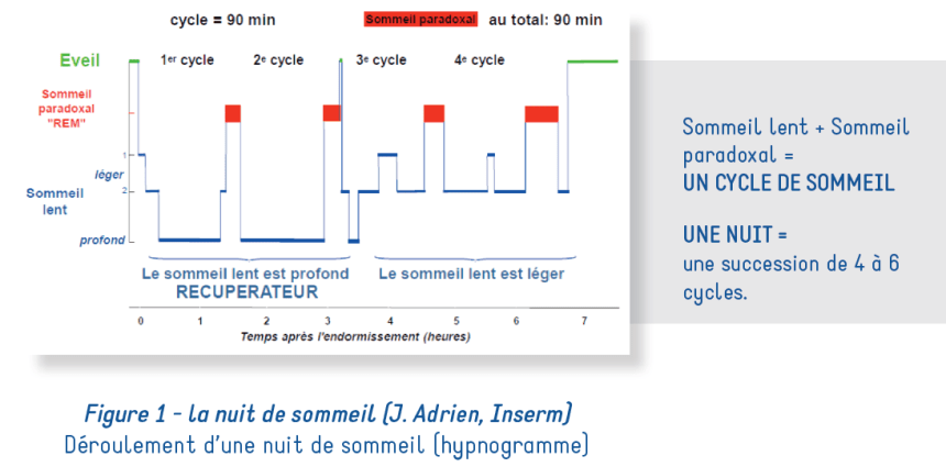 Les Cycles Du Sommeil - Mistery Dot