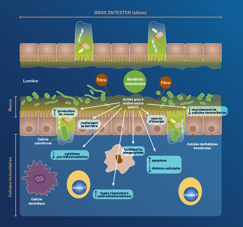 C'est quoi les fibres alimentaires solubles et insolubles ? Sources,  microbiote et prévention des maladies chroniques - Quoi dans mon assiette