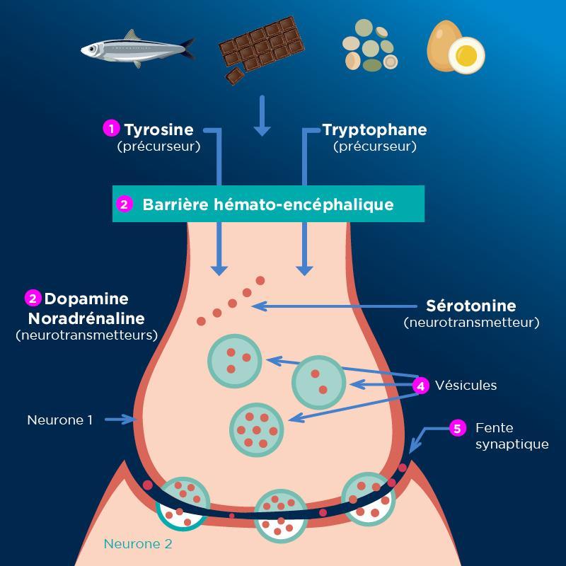 Les Neurotransmetteurs Et La Gestion Des émotions | Revue Santé PiLeJe